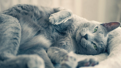 俄罗斯蓝猫在猫躺椅上冷却