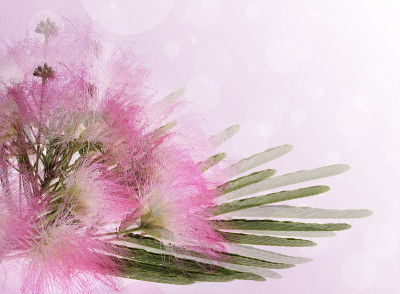 含羞草Albizia julibrissin