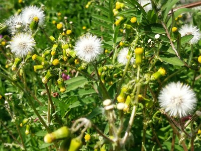 夏花缤纷