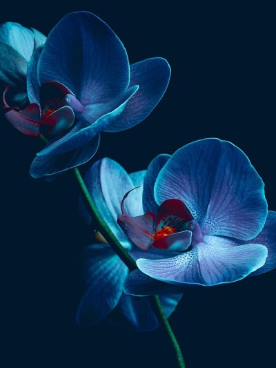 蓝色的兰花