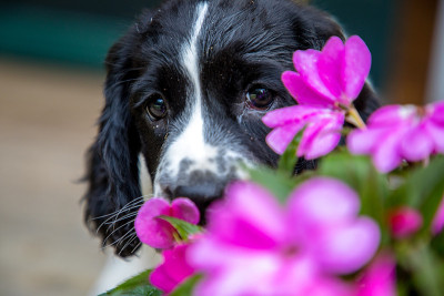 带花的西班牙猎犬