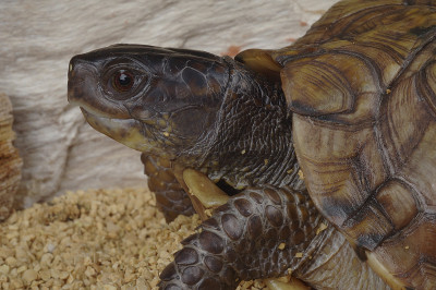 常见的盒子turle