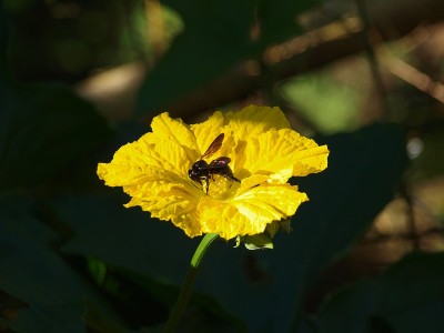 享受花蜜的蜜蜂