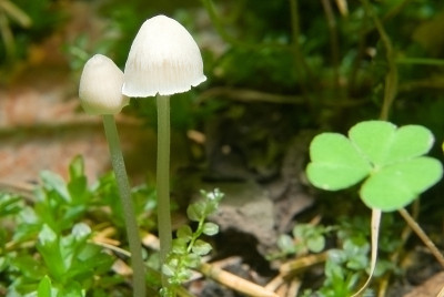 有毒的蘑菇