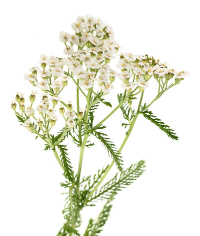 白蓍草