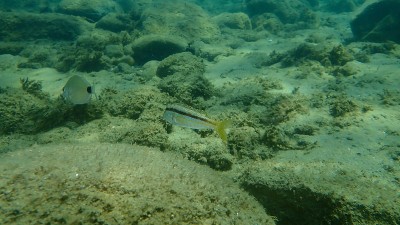 在爱琴海海底有条纹的红鲻鱼或鲻鱼(Mullus surmuletus