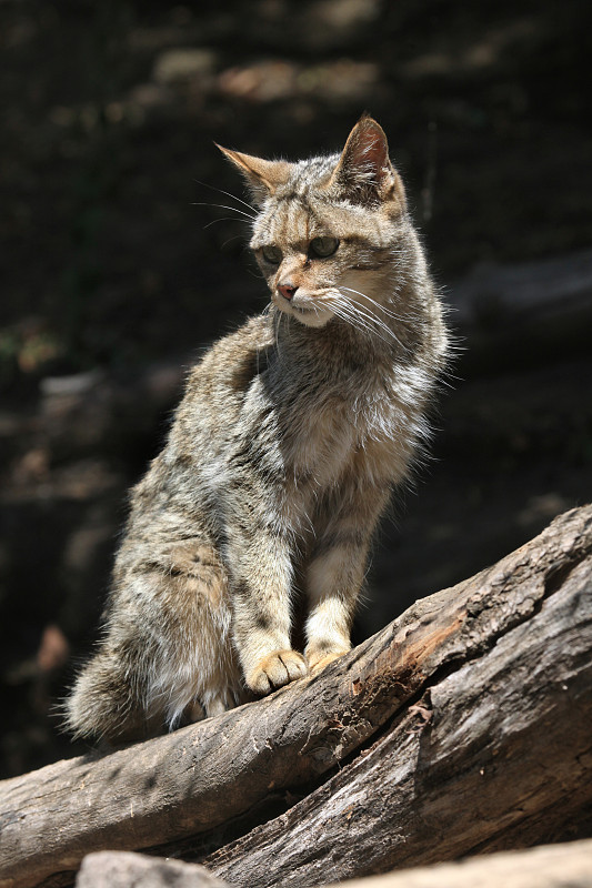 欧洲野猫(欧洲野猫)。