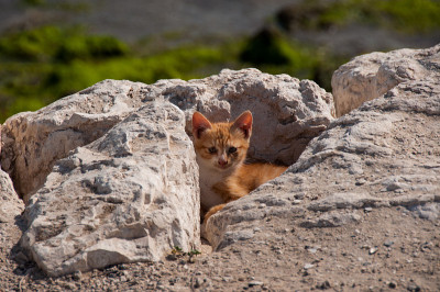 躲猫猫，Al Khobar，沙特阿拉伯