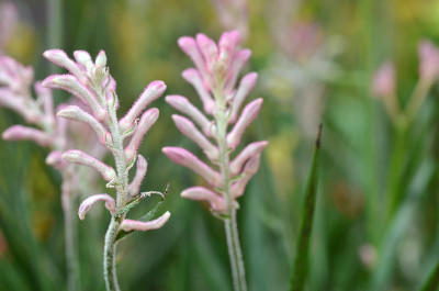 特写袋鼠爪植物，anigozanthos，澳大利亚