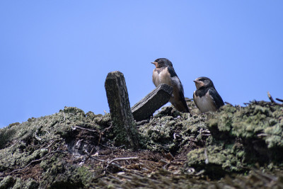 两只年轻的家燕(Hirundo rustica)在茅草屋顶上等待食物对着蓝色的天空，大拷贝空间