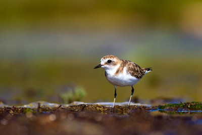 可爱的小水鸟。自然背景。常见的水鸟:肯特鸻。Charadrius alexandrinus。