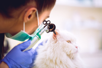 兽医检查波斯猫的耳朵在宠物救护车
