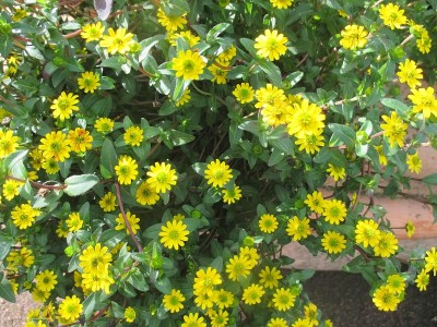 小黄雏菊的花坛