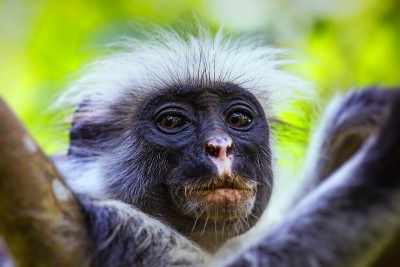 濒临灭绝的桑给巴尔红疣猴(Procolobus kirkii)，桑给巴尔Jozani森林