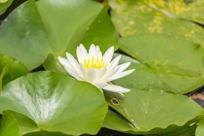 睡莲花