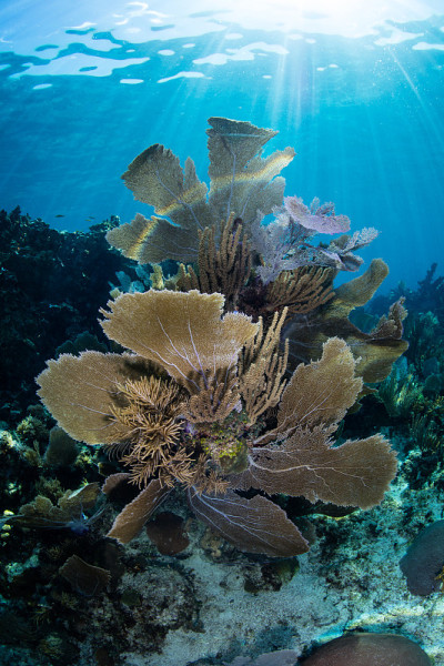 美丽的海扇和阳光