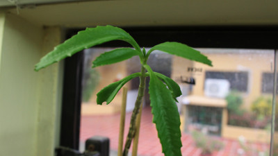 自然的照片