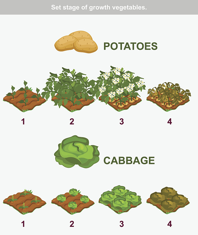 蔬菜生长阶段。卷心菜和土豆