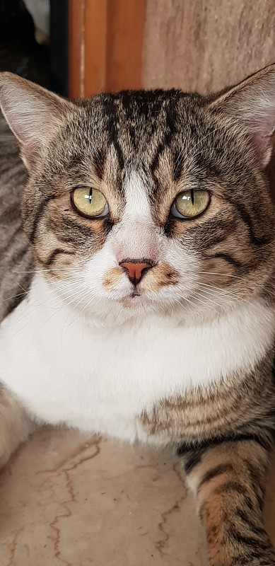 华丽的猫脸