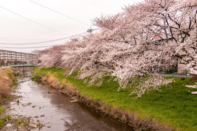 日本埼玉县霞部市仙根堀河上的樱花