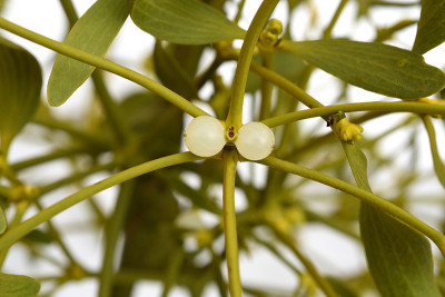 Mistel,槲寄生专辑