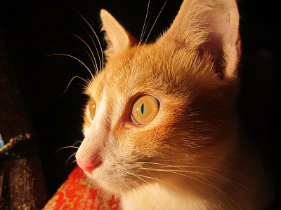棕色的猫的姿势