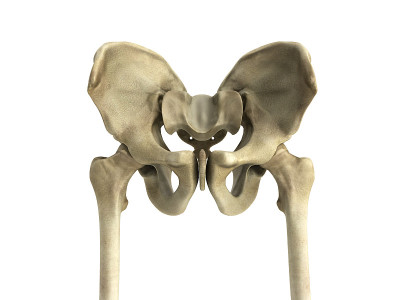 骨盆骨的3D渲染医学插图