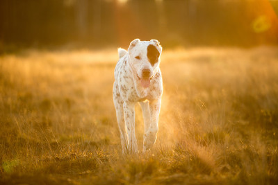户外中亚牧羊犬肖像