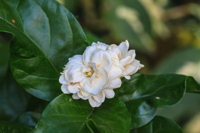 阿拉伯茉莉花(茉莉花sambac)花在树上