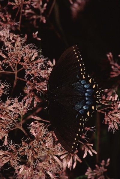 凤蝶(Papilio Troilus)