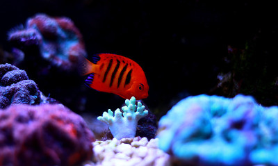 火焰天使鱼(Centropyge loricula)
