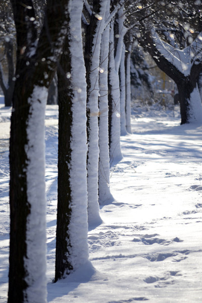 公园里树上的雪