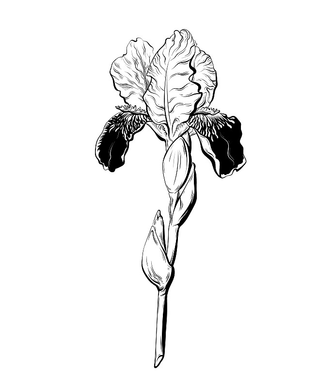 矢量手绘插图的虹膜