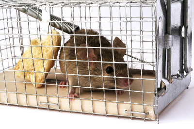 勺子或捕鼠器