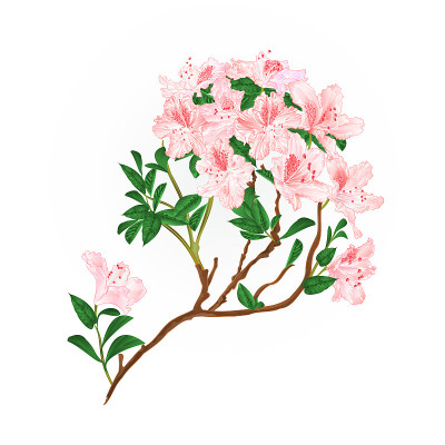 浅粉色杜鹃花枝山地灌木复古矢量插图可编辑