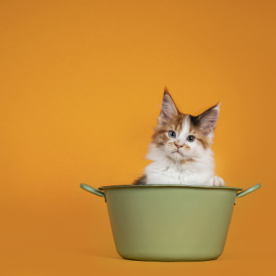 缅因猫的小猫在橙色的背景