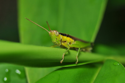 蚱蜢