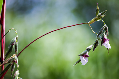 塔利亚·dealbata j·弗雷泽的特写。花