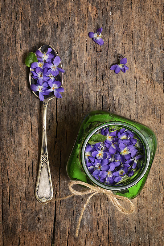 概念草本多年生植物飞机堇菜