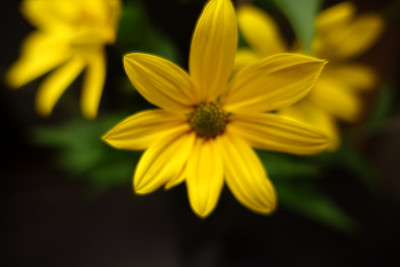向日葵helianthus tuberosus