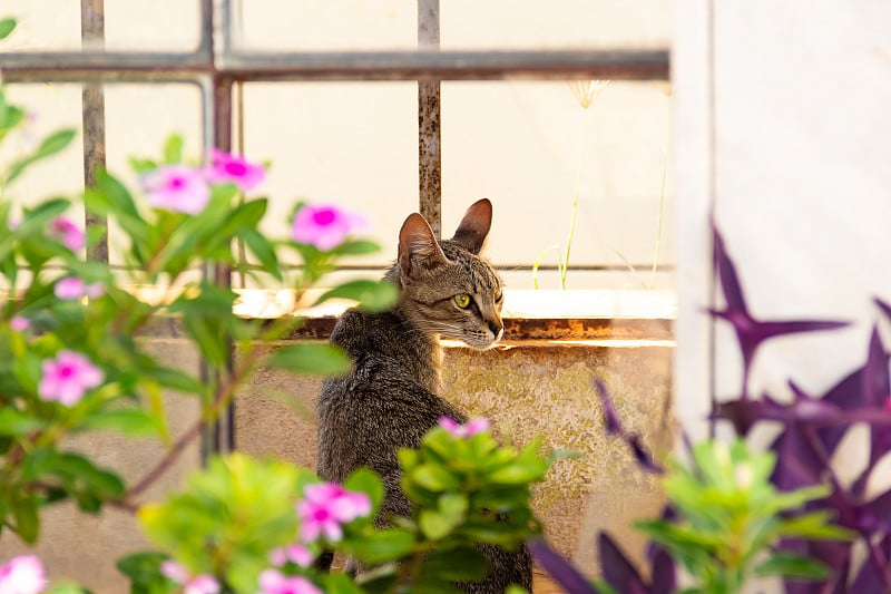 被遗弃的猫。街的动物。