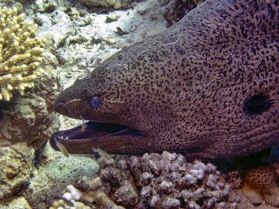 巨型海鳗(Gymnothorax javanicus)