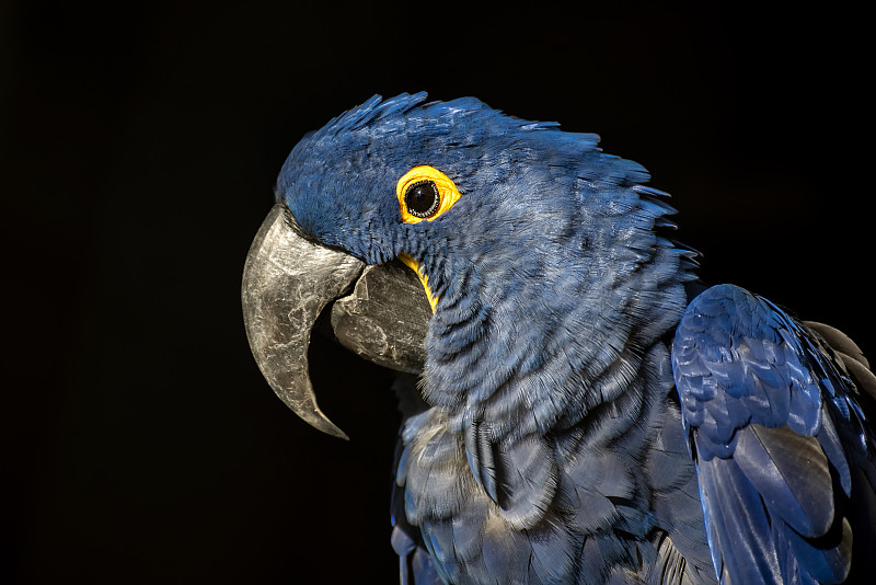 黑底上的风信子金刚鹦鹉(Anodorhynchus hyacinthinus)。