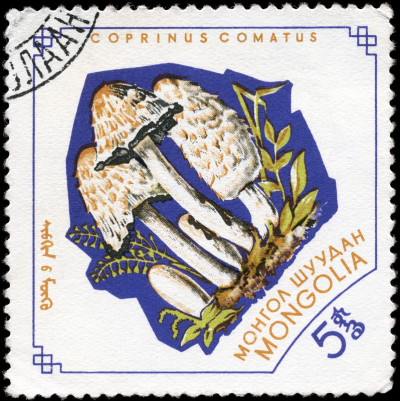 Coprinus Comatus