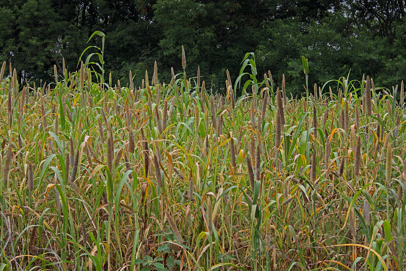 珍珠小米，Pennisetum glaucum, Bajari，印度