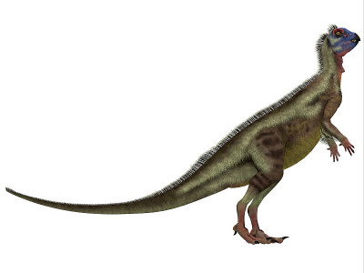 Hypsilophodon /白色
