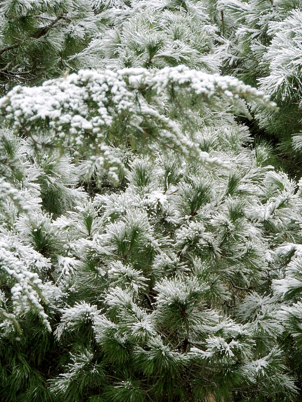 冬天的雪松树枝特写