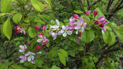 日本海棠开花;花和花蕾