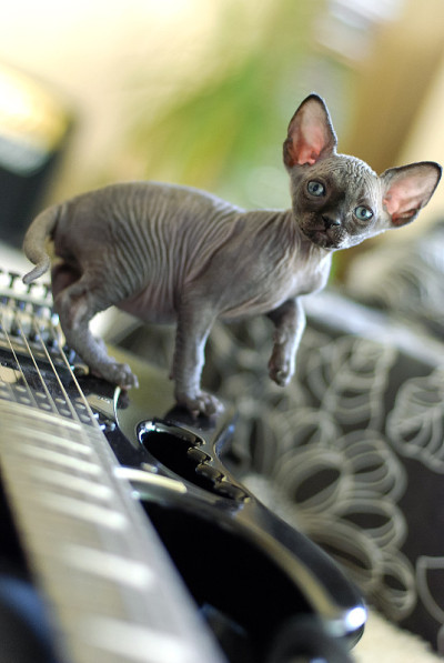 光猫Sphynx