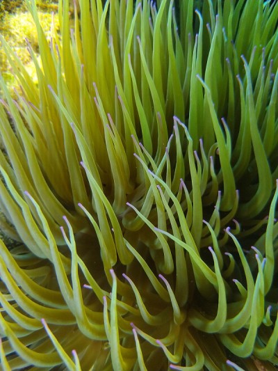 地中海海洋生物